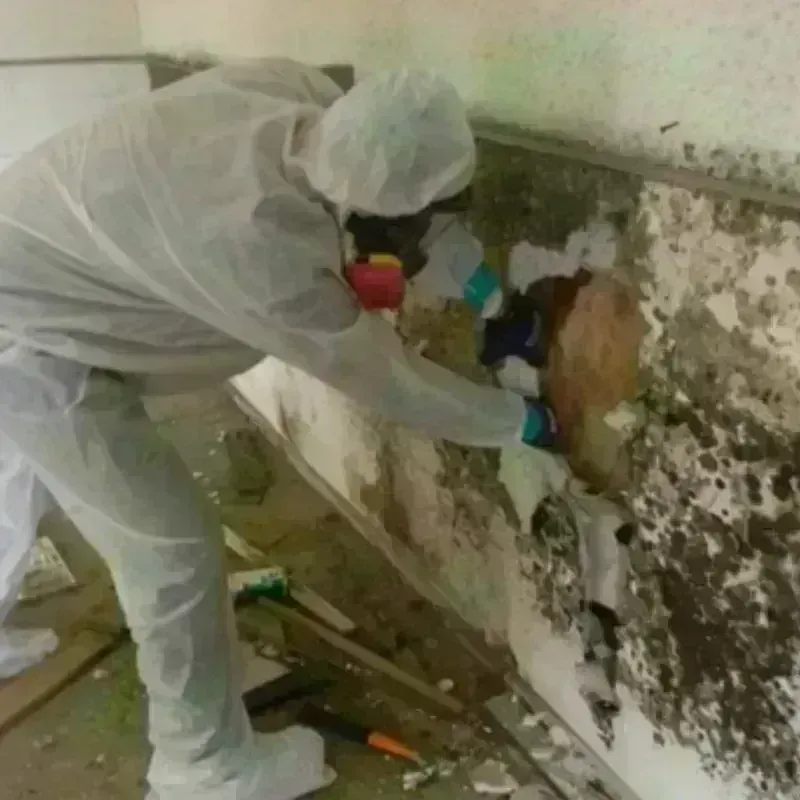 Mold Remediation and Removal in Blackhawk, SD